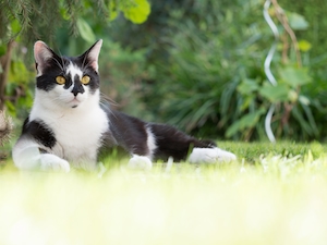 Черно-белая кошка лежит на траве 