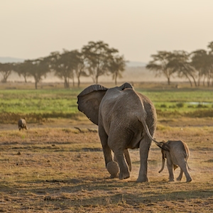 Слоны гуляют по национальному парку 