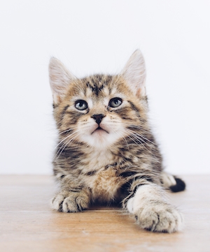 полосатый котенок 