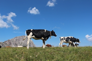 черно-белые коровы на лугу на фоне неба 