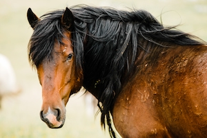 дикая коричневая лошадь с черной гривой, крупный план 