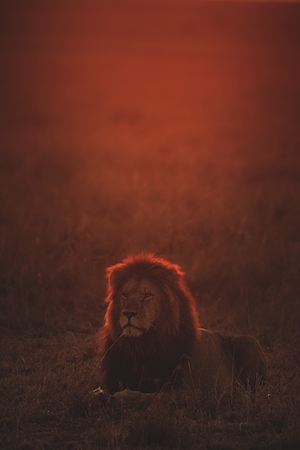 лев в красном свете 