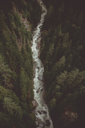 Дикий водный лес. Река посреди леса, фото сверху