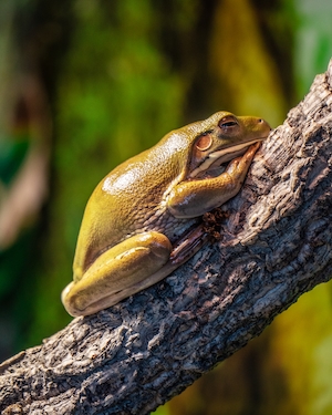 жаба лежит на ветке дерева, крупный план 
