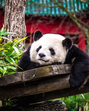 панда спит в своем вольере в зоопарке 
