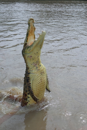 Крокодил, выпрыгивающий из реки