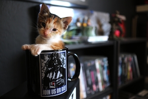 Котенок в кофейной чашке с изображением Дарта Вейдера "Звездные войны"