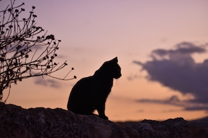 Силуэт кошки на закате 