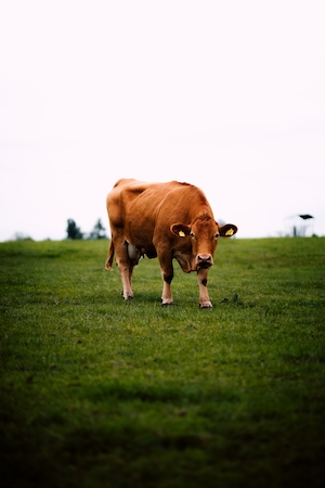 коричневая корова на лугу 