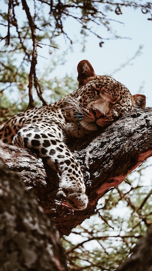 леопард спит на ветке 