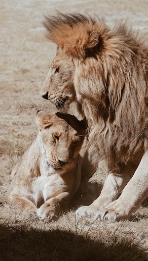 лев и львица 