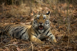 тигр лежит на сухой траве 