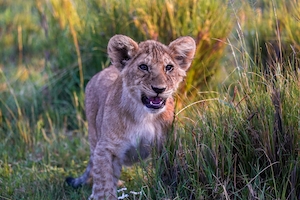 Львенок в Кении, бегает по траве 