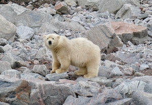 Детеныш белого медведя, Канадская Арктика 