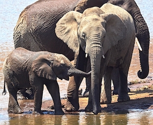 Семья слонов на водопое