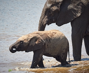 Слоненок с матерью моются водой 