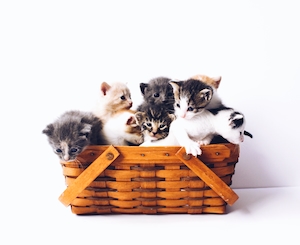 много котят в корзинке 