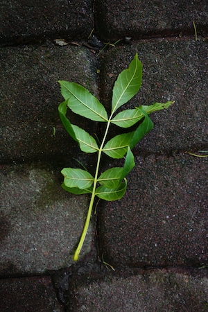 Ветка на кирпиче.Ветка растения с зелеными листьями на нейтральном фоне 