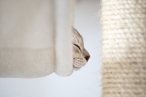 дымчатый кот спит в лежанке, крупный план 