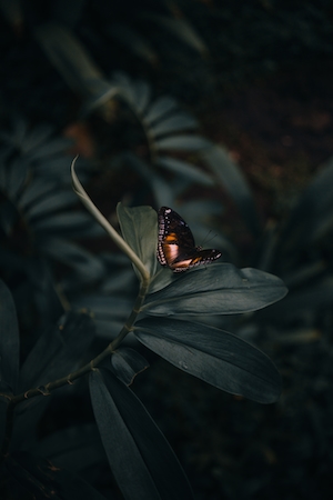 бабочка на листе тропического растения, пониженная экспозиция 