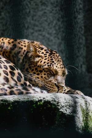 Северо-китайский леопард спит на камне 