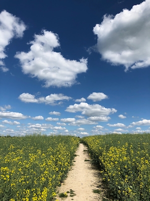 Путь через поле