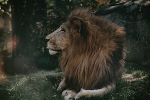 Боковой профиль самца льва