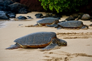 Морские черепахи на пляже в Мауи