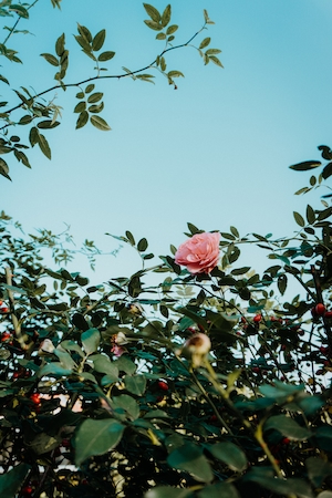 Сад роз. Розовые кустовые розы, розы на кустах, цветки розовых роз 