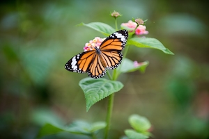 оранжево-черная бабочка на цветке, крупный план 