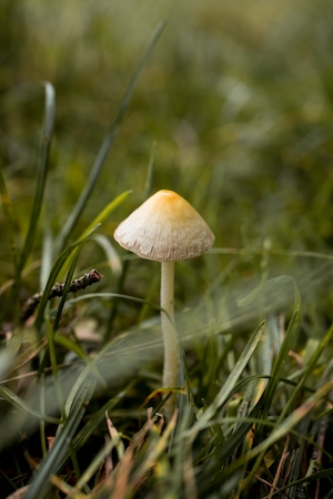 Макросъемка маленького гриба в лесу