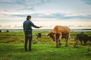 Человек и дикая корова на поле 
