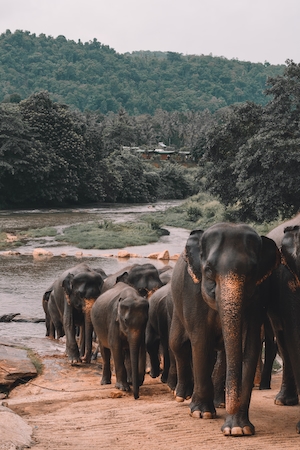 Слоны в Шри-Ланке поднимаются после водопоя 