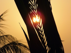 силуэт листа на фоне закатного солнца 