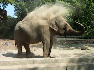 Слон в Берлинском зоопарке обсыпает себя песком из хобота