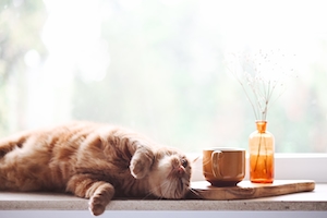 Рыжий кот лежит на боку воздел чашки и баночки 