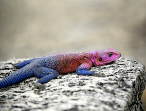 разноцветная рептилия на камне, крупный план 