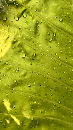 Текстура зеленого листа, тропический лист в каплях воды крупным планом 