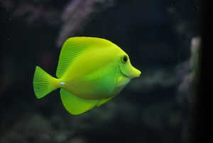 ярко-зеленая рыба, крупный план 