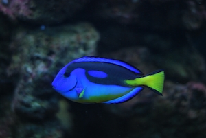 синяя рыбка с ярко-желтым хвостом, крупный план, вид сбоку