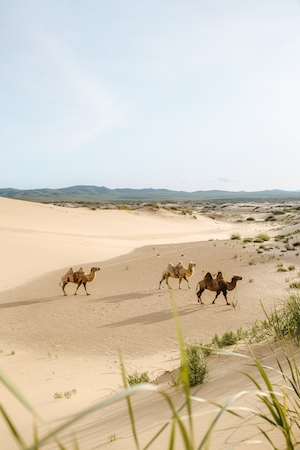 Атмосфера пустыни, песчаная дюна, пески в пустыне, пейзаж в пустыне, верблюды 