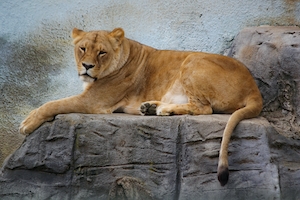 Самка льва сидит на скале