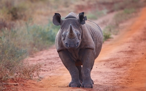Черный носорог в природной среде 