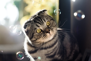 Серый британский кот и мыльные пузыри