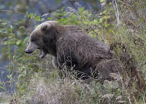 Бурый медведь в дикой природе 