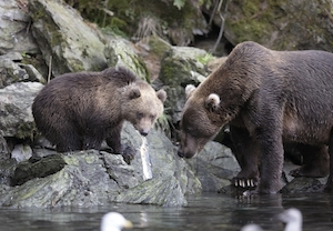 Бурые медведи у водопоя, остров Кадьяк, Аляска