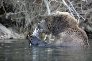 бурый медведь охотится в воде