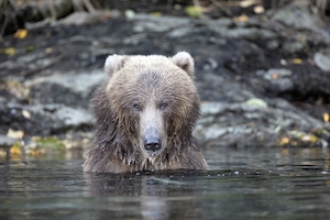 Бурый медведь в воде, смотрит в кадр 