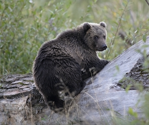 Бурый медведь в дикой природе, остров Кадьяк, Аляска