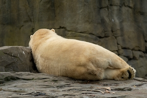 расслабленный белый медведь в зоопарке